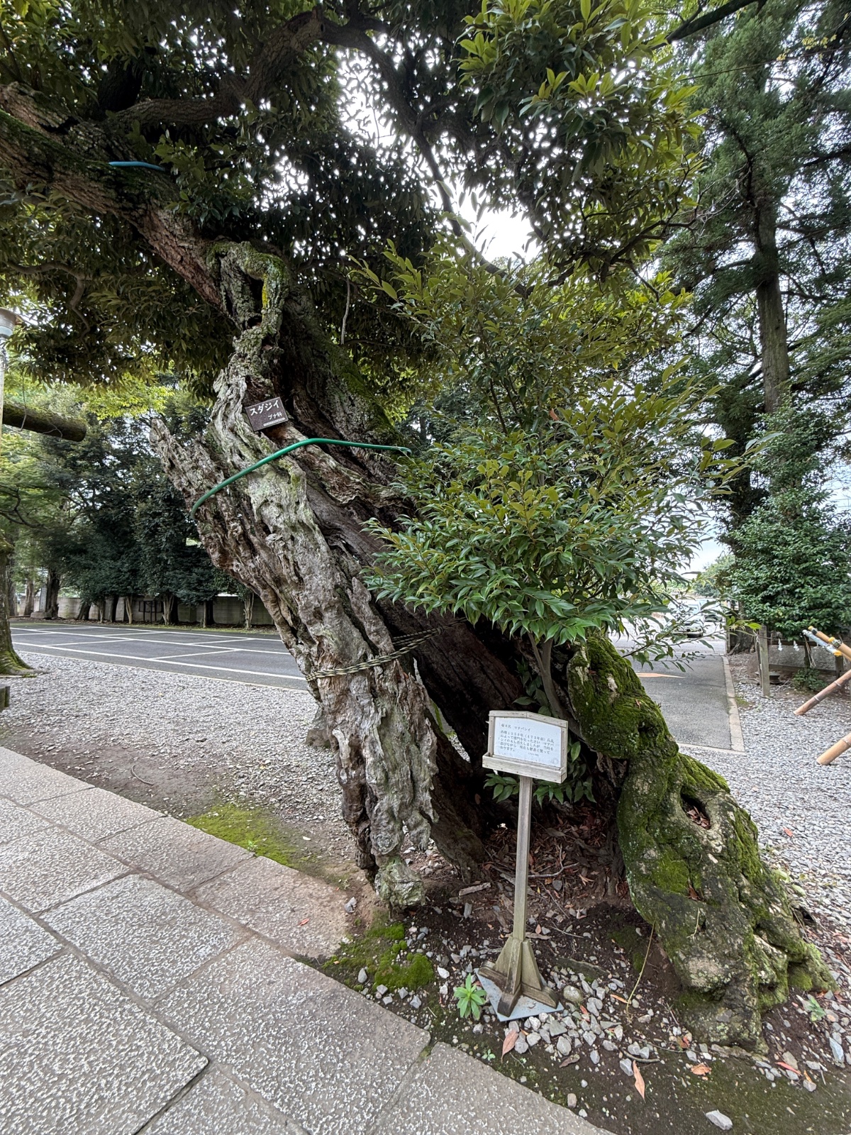 一言主神社（大塚戸）｜一言の託宣、焼けても繁る杜
