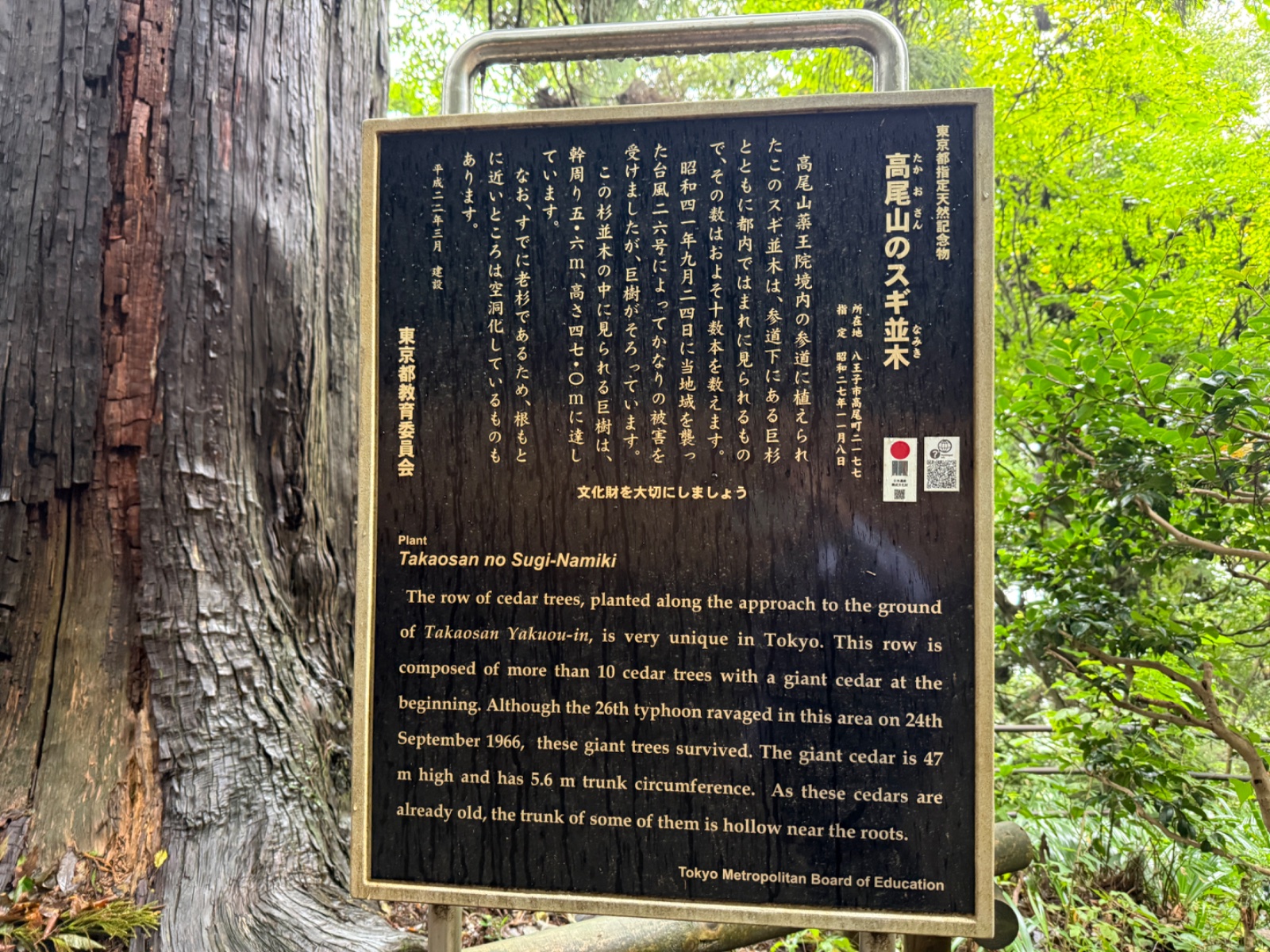 高尾山のスギ並木の記録写真